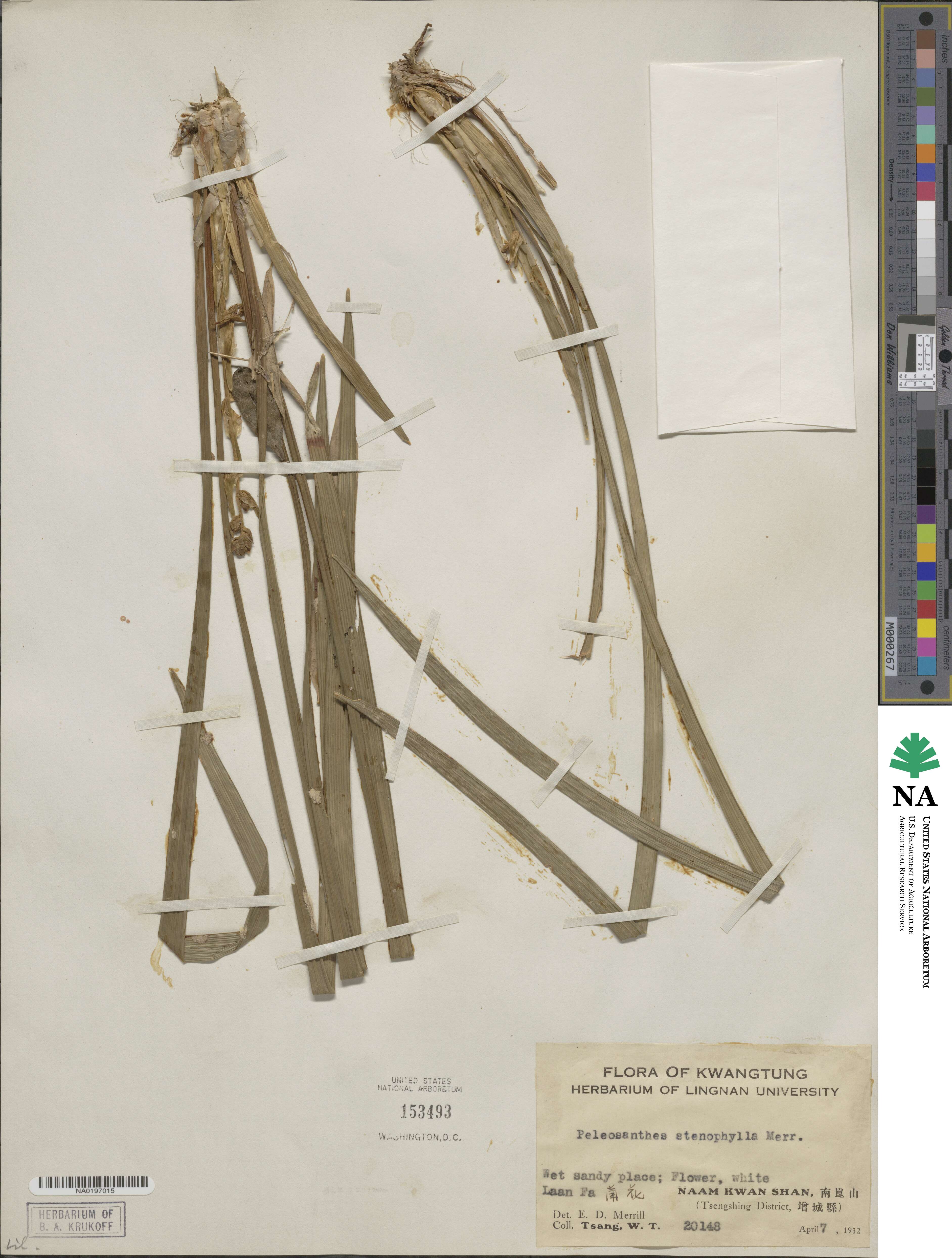 Ophiopogon stenophyllus image