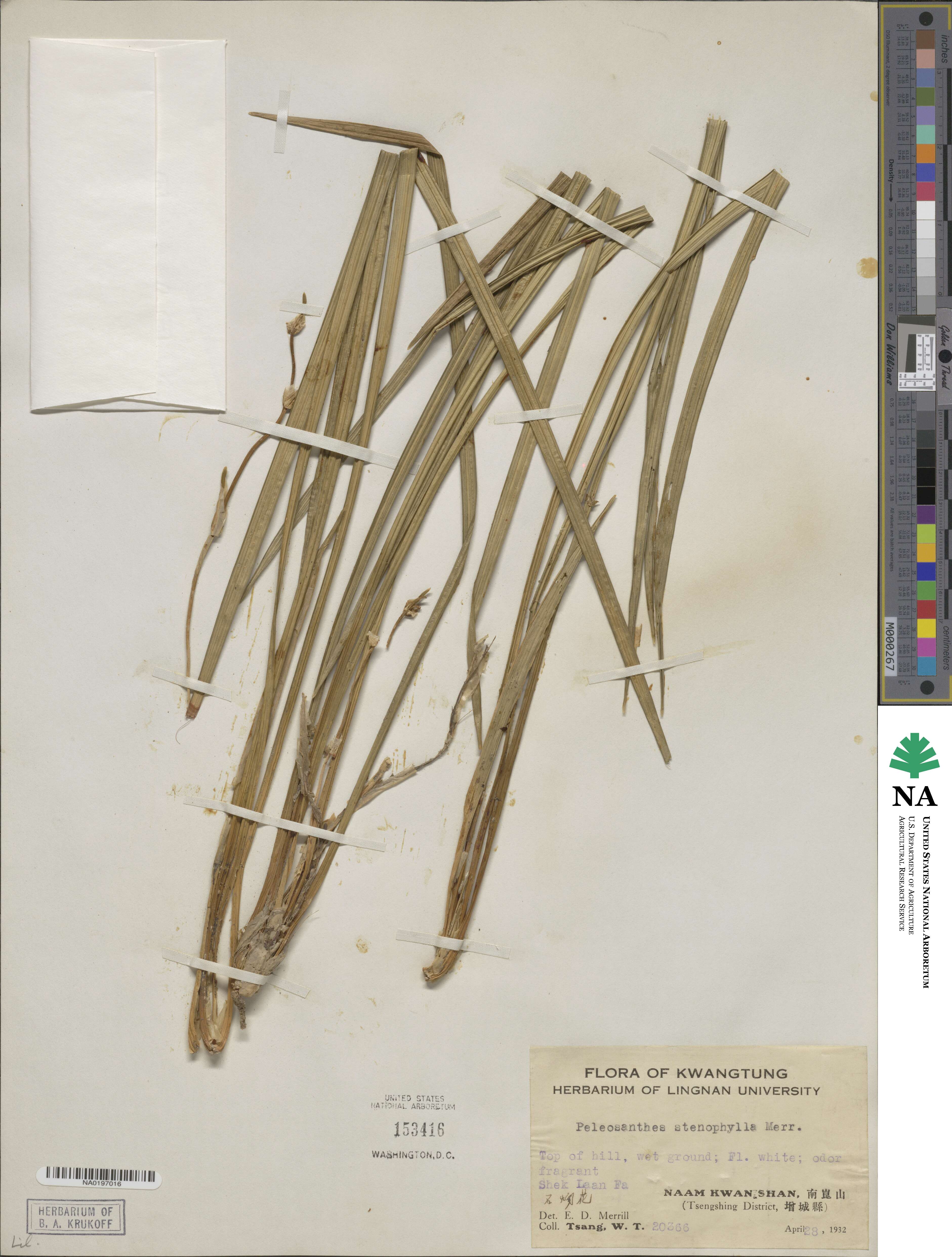 Ophiopogon stenophyllus image