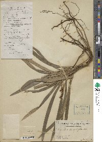 Ophiopogon stenophyllus image