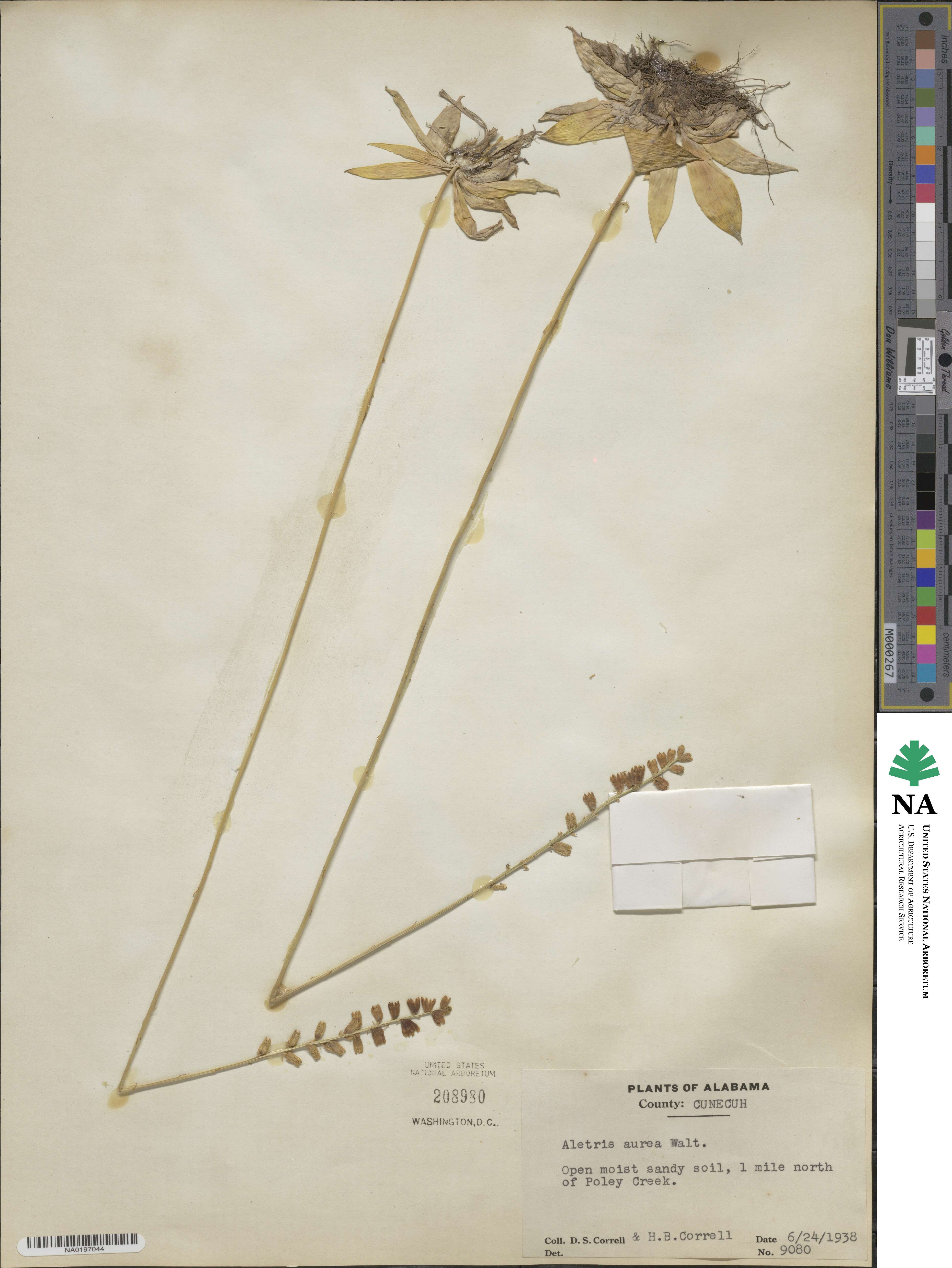 Aletris aurea image