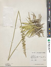 Aletris lutea image