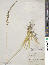 Aletris lutea image