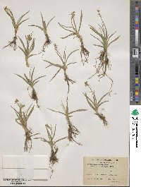 Aletris pauciflora image