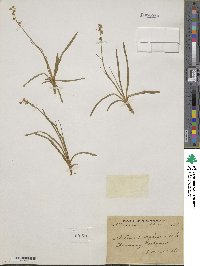 Aletris pauciflora image