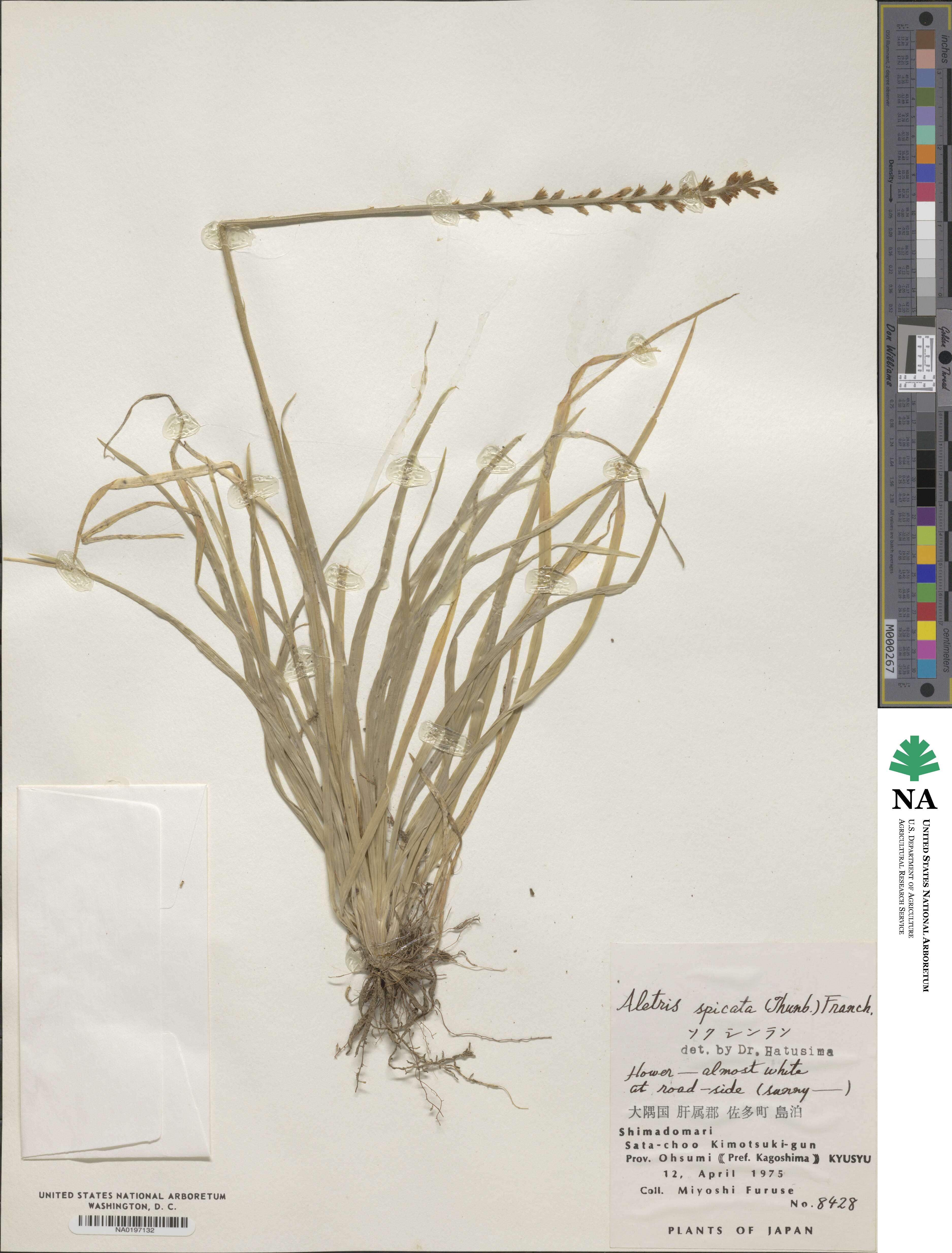 Aletris spicata image