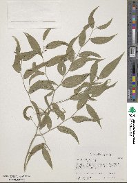 Eustrephus latifolius image