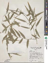 Eustrephus latifolius image