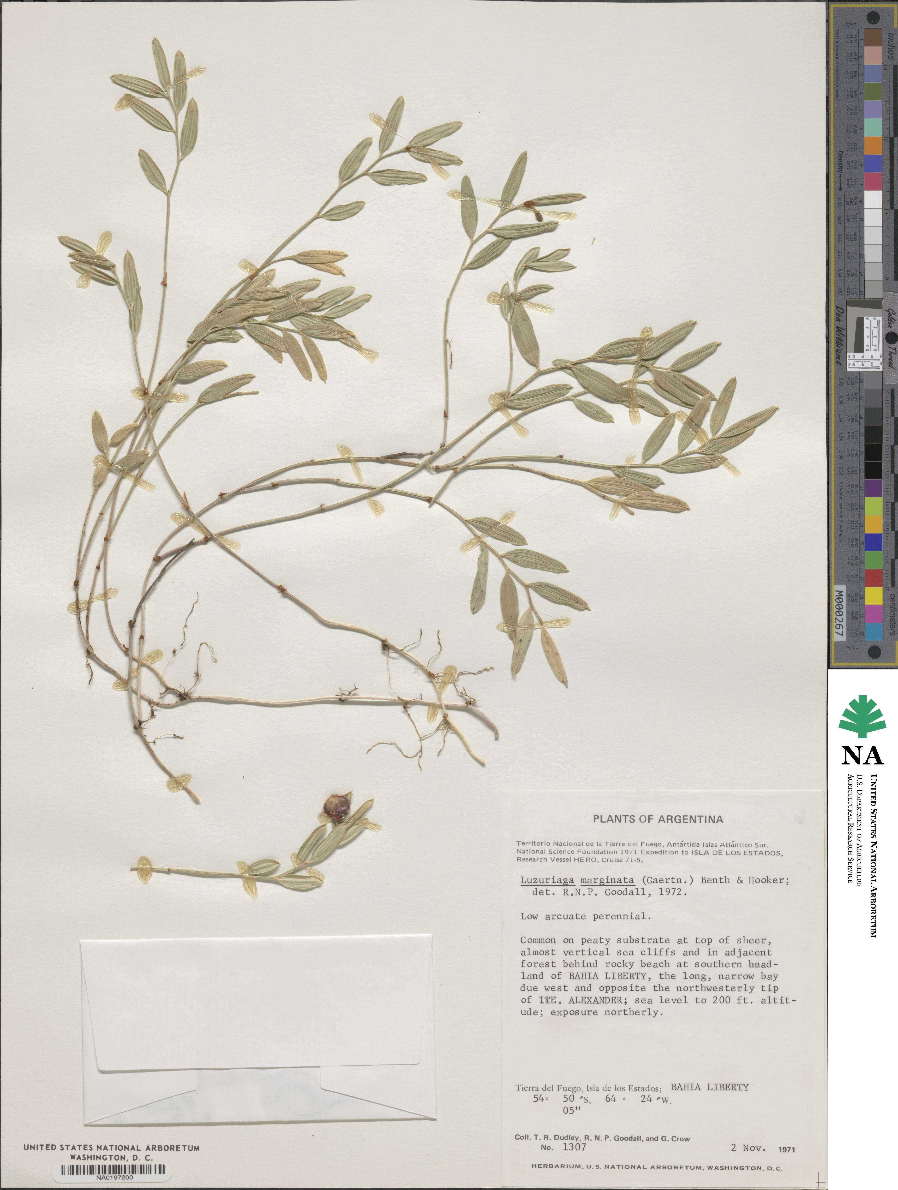 Alstroemeriaceae image