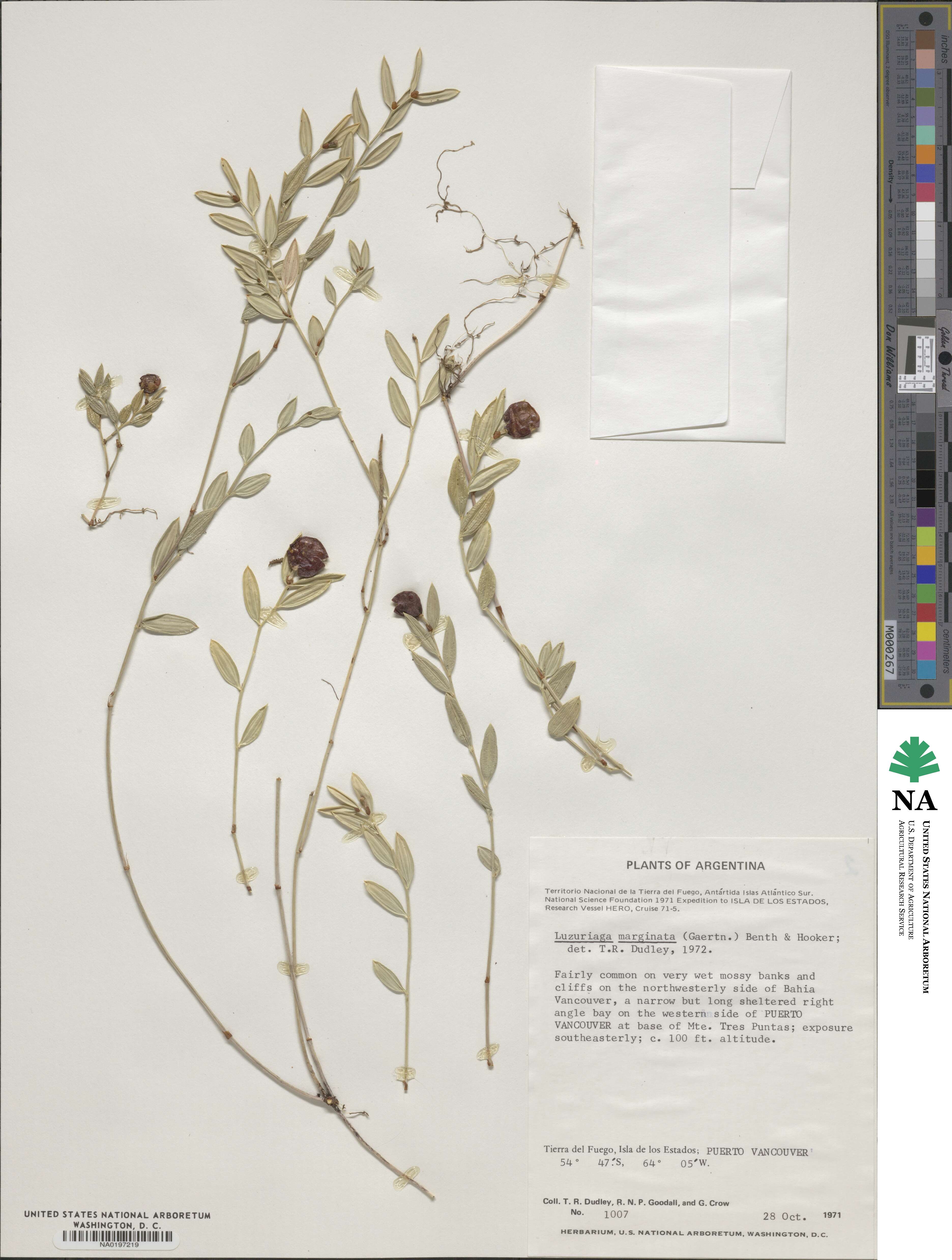 Luzuriaga marginata image