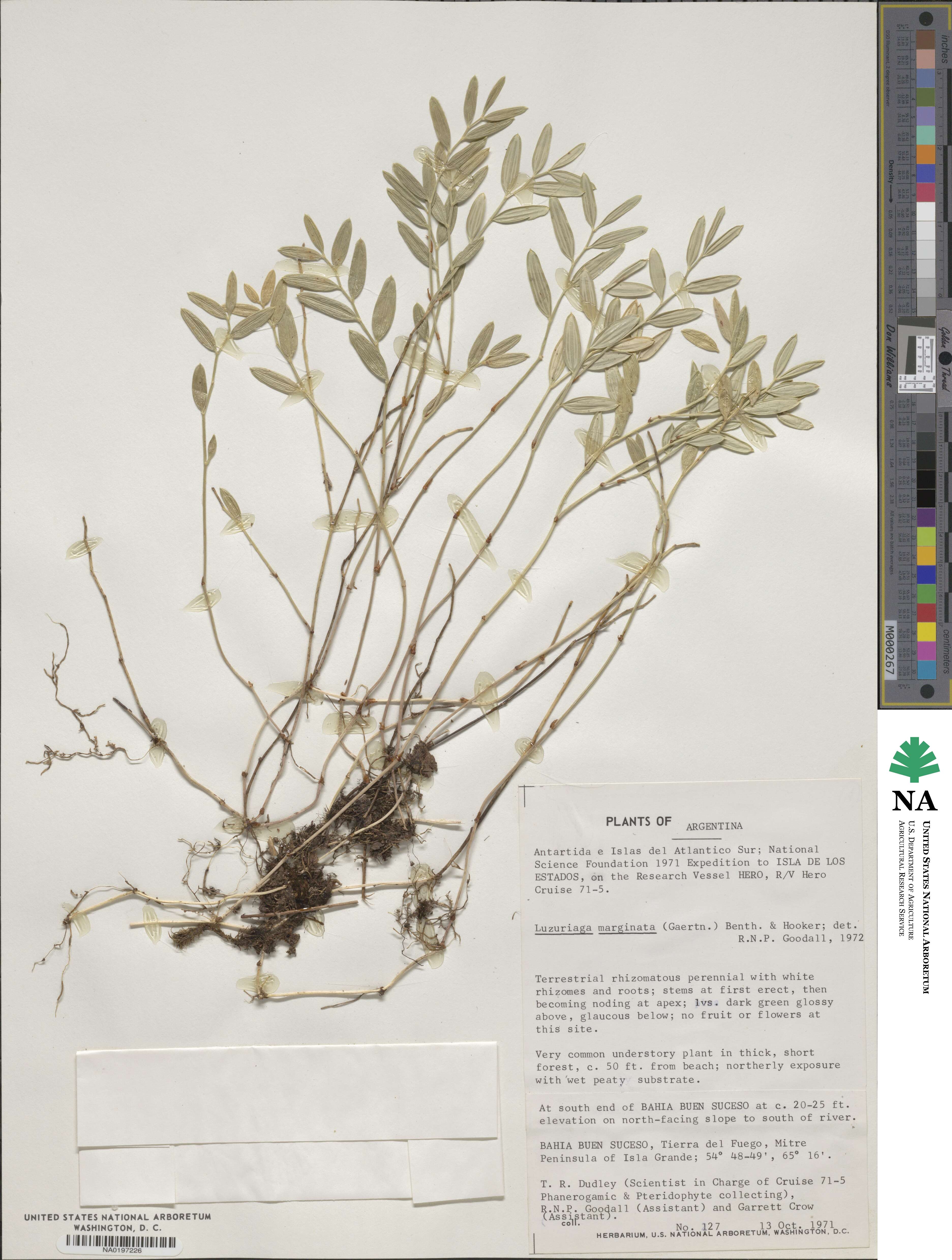 Luzuriaga marginata image