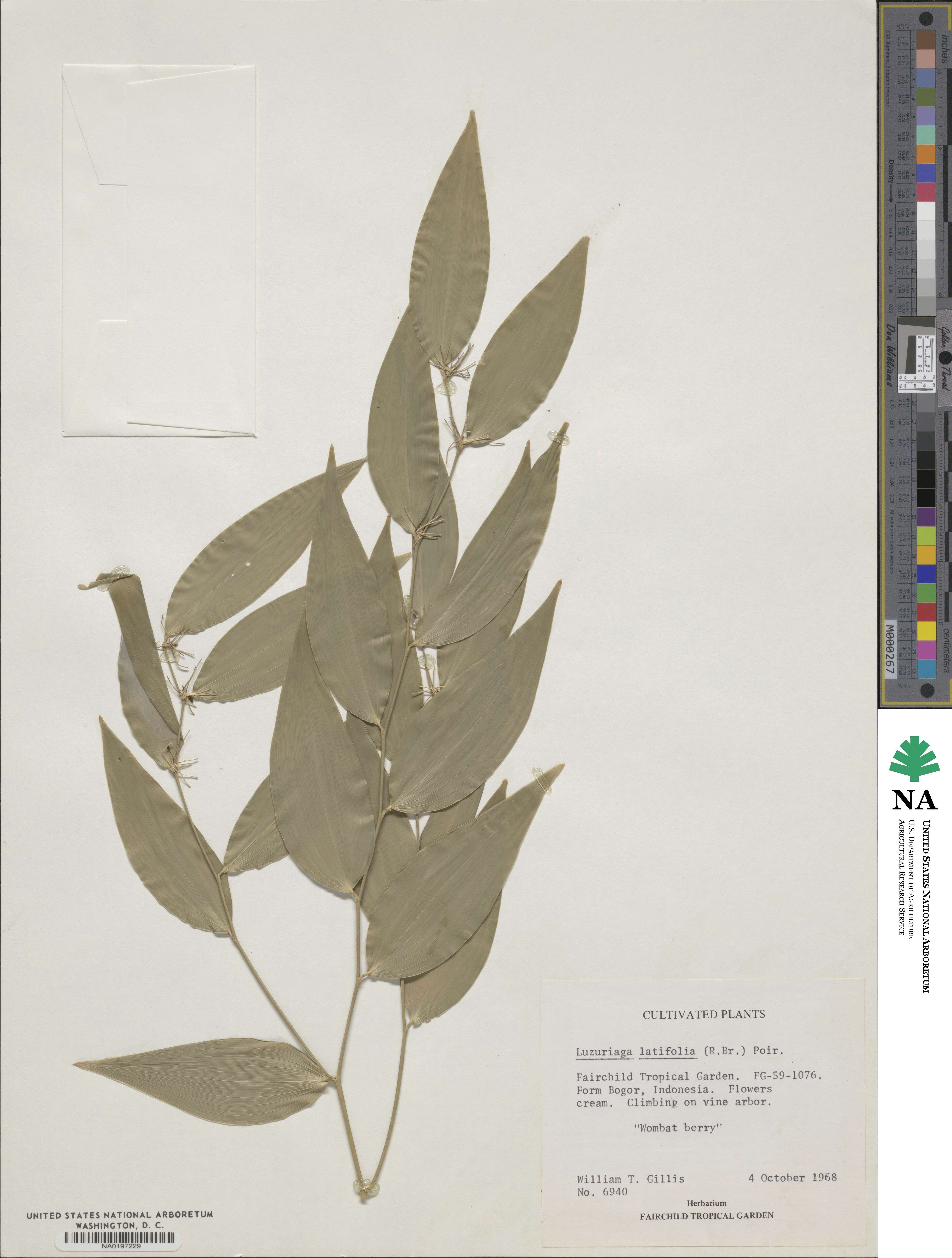 Eustrephus latifolius image