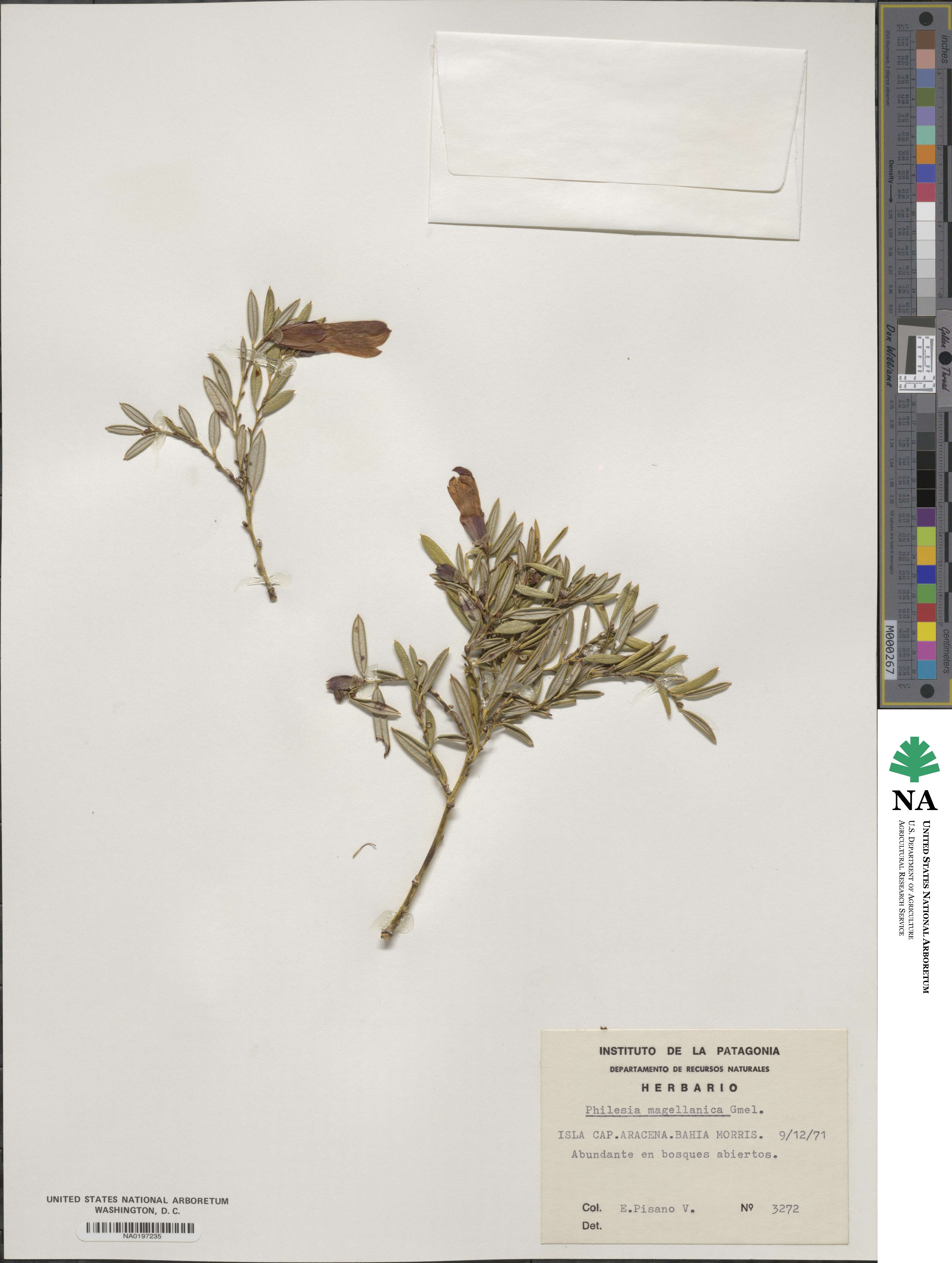 Philesia magellanica image