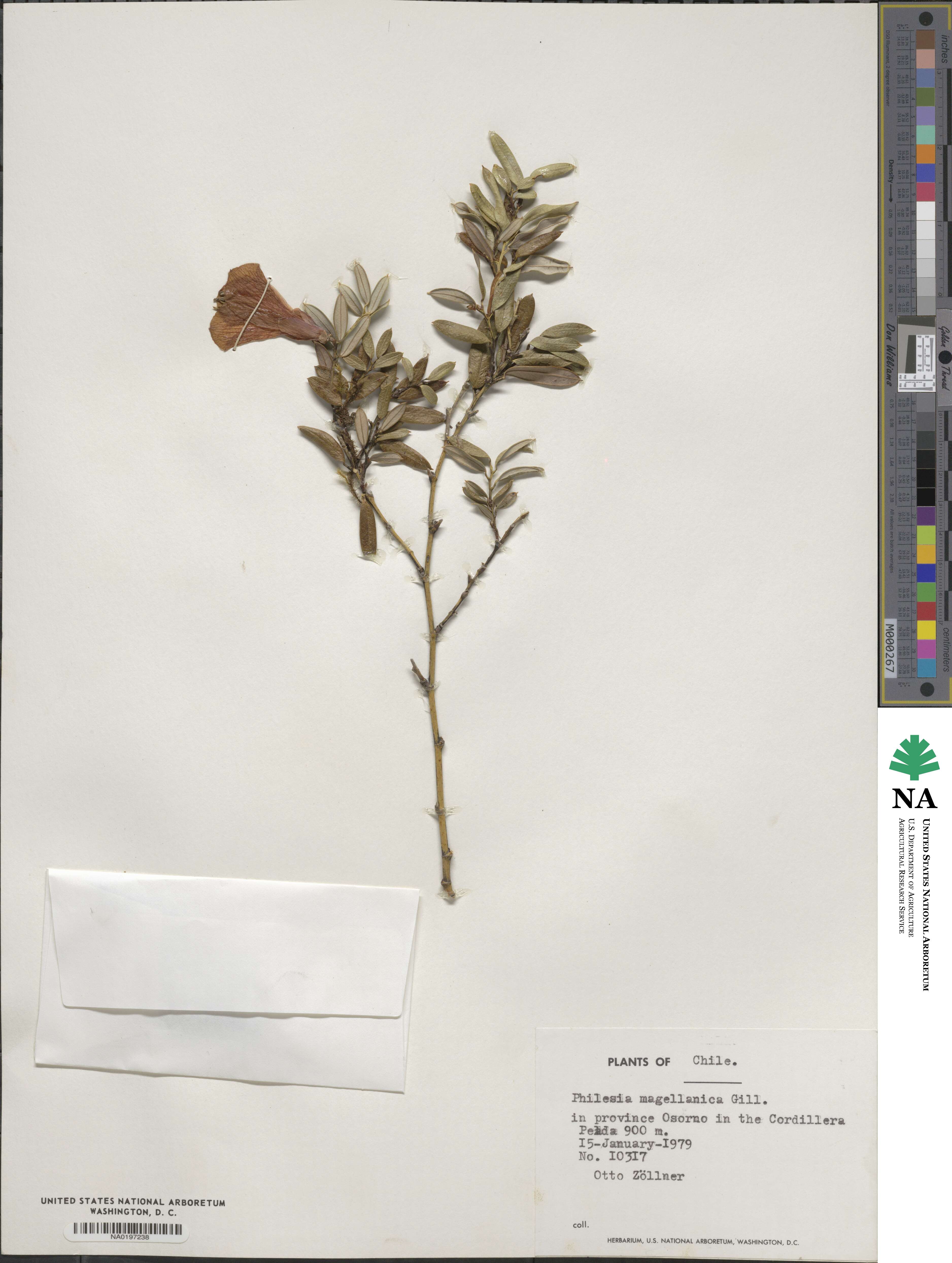 Philesiaceae image