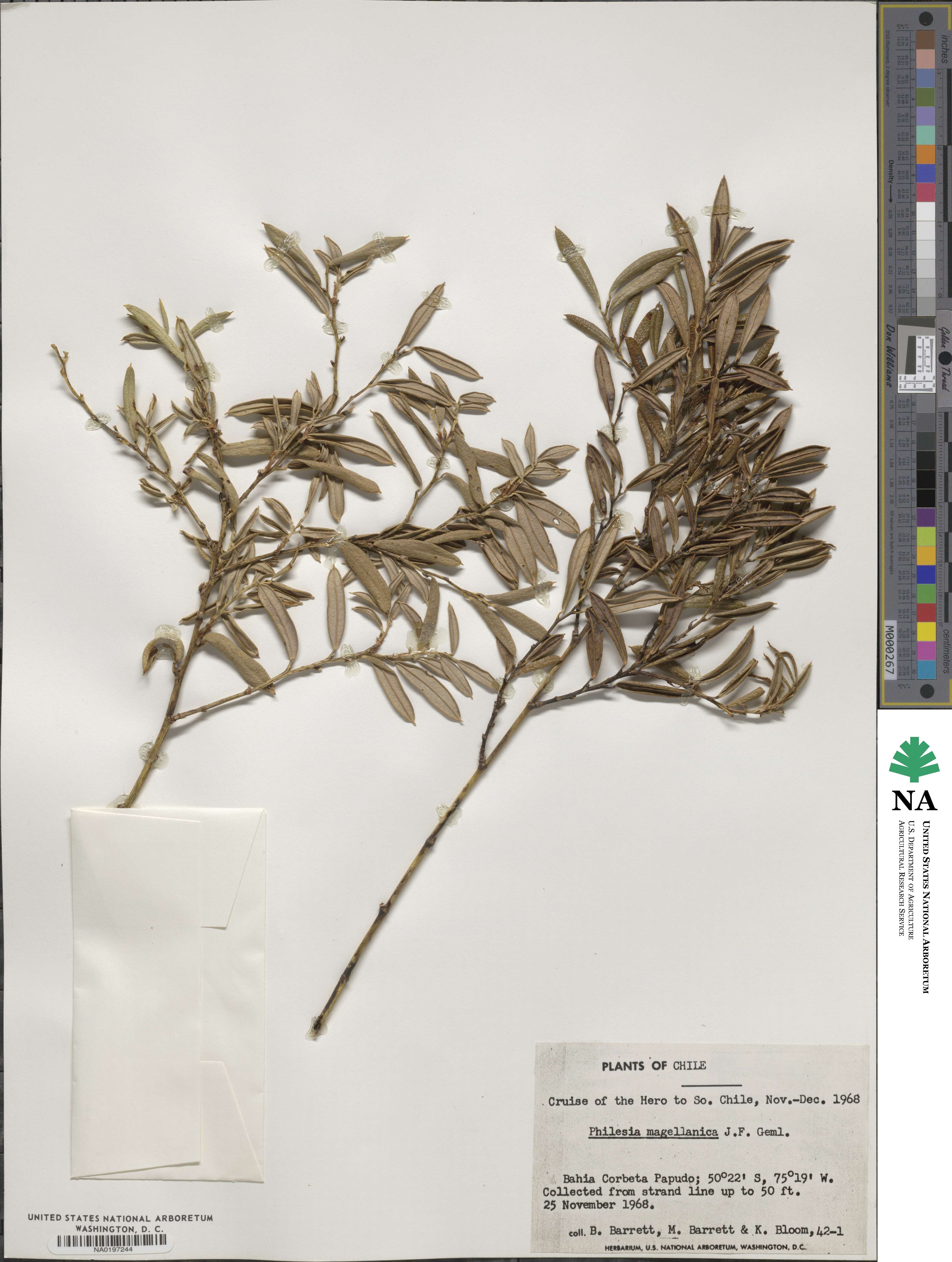 Philesia image