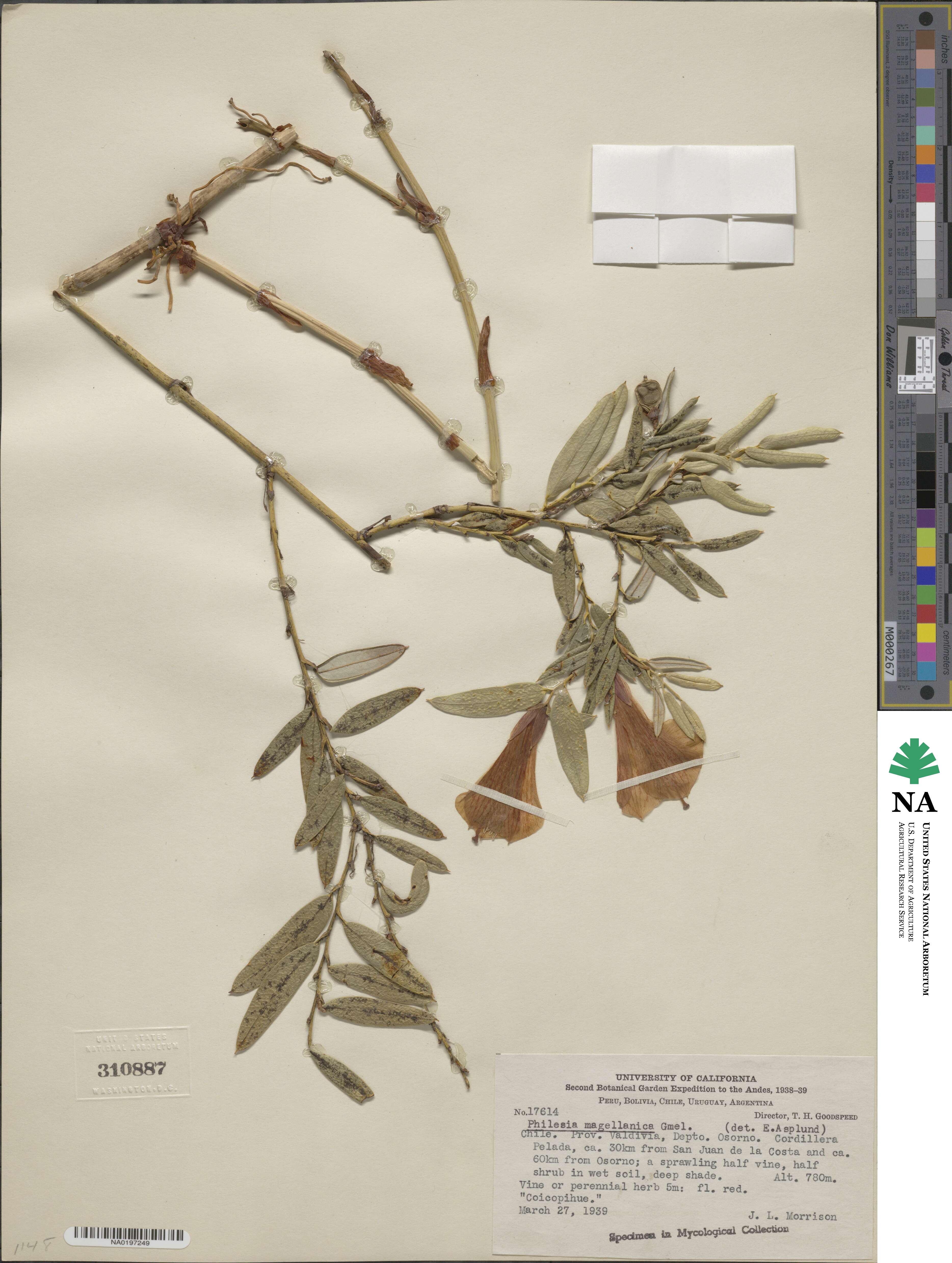 Philesia magellanica image