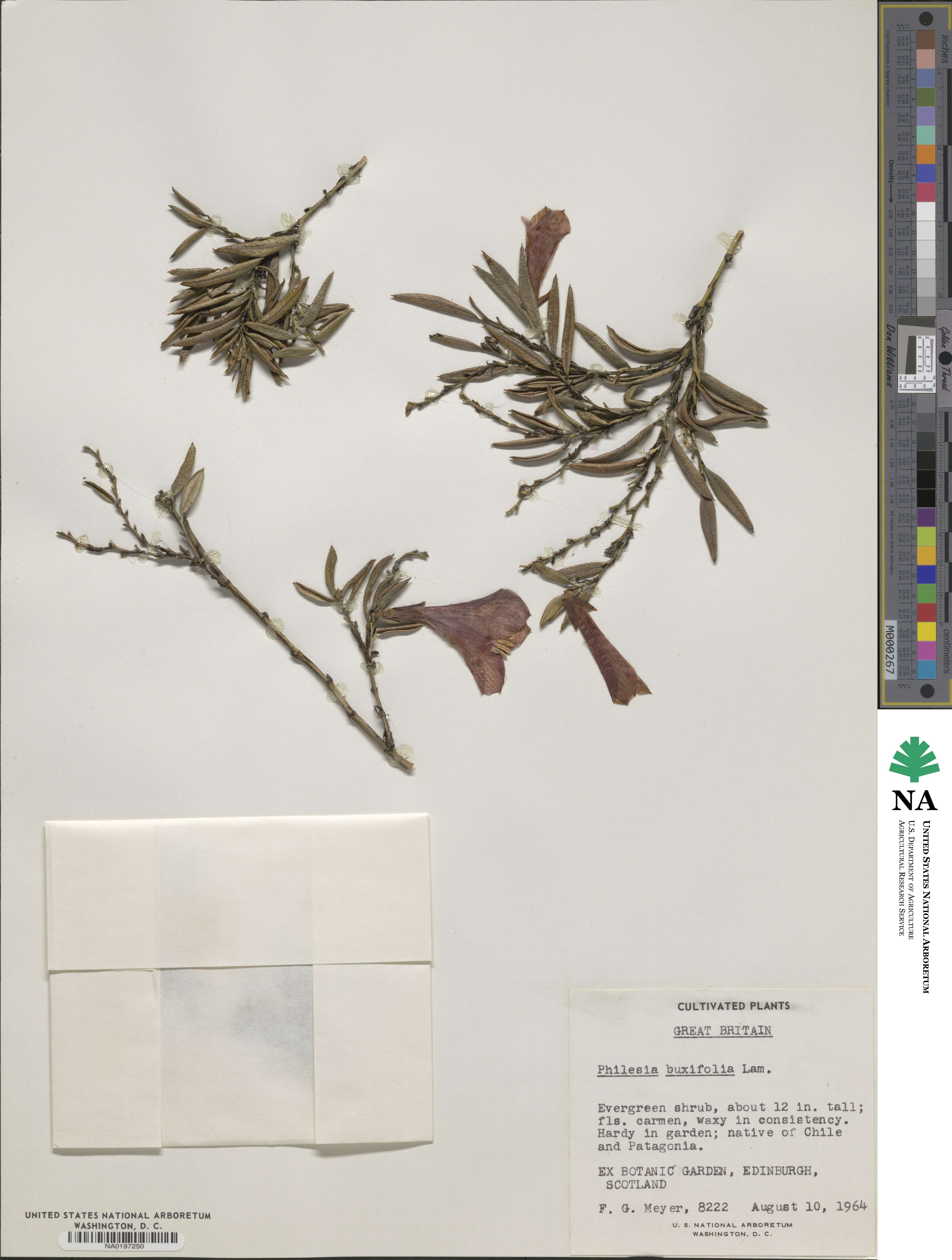 Philesia magellanica image