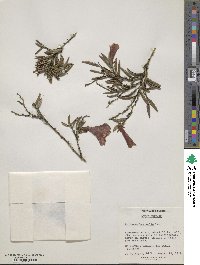 Philesia magellanica image