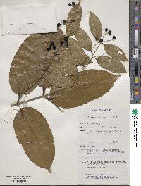 Image of Ripogonum album