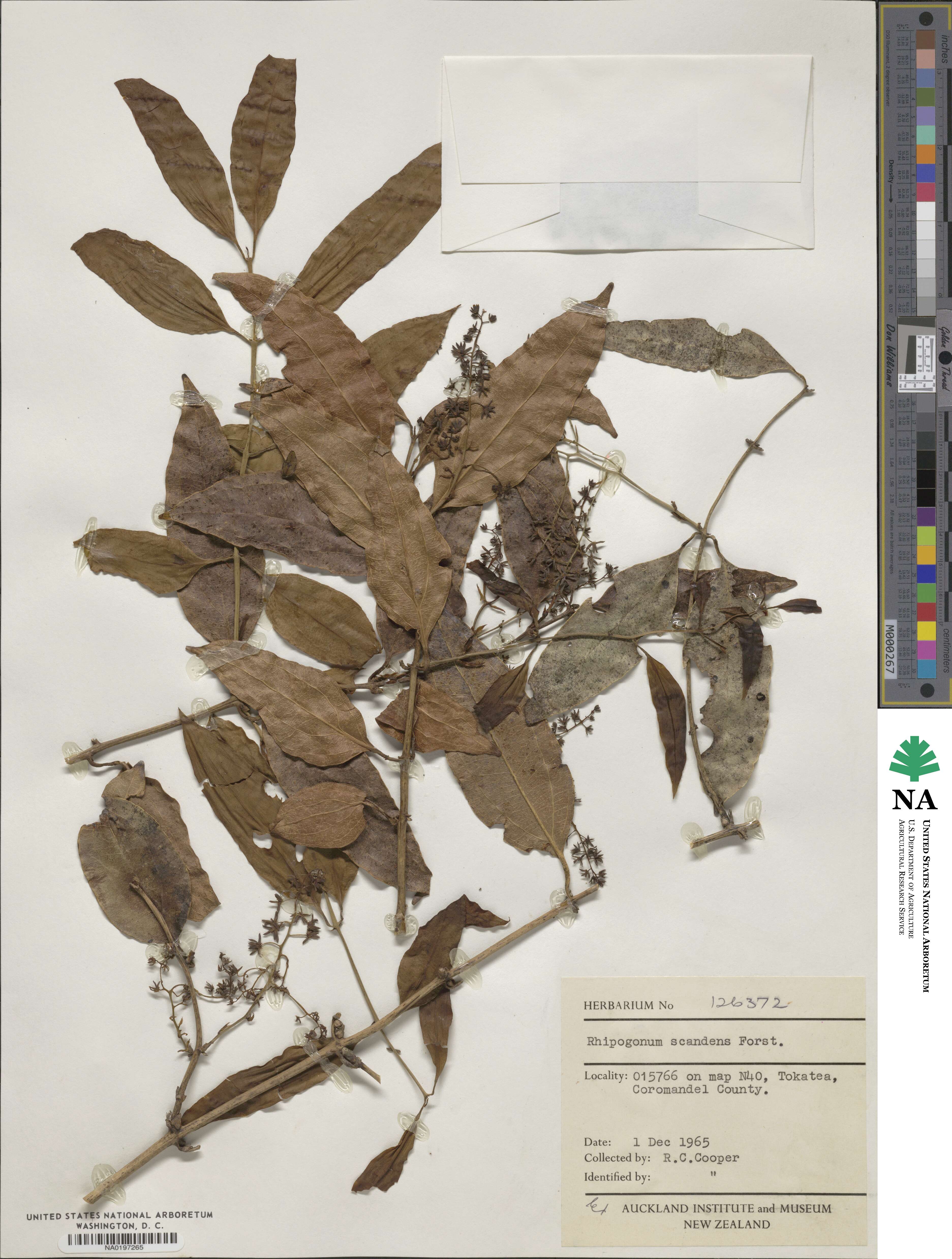 Ripogonum scandens image