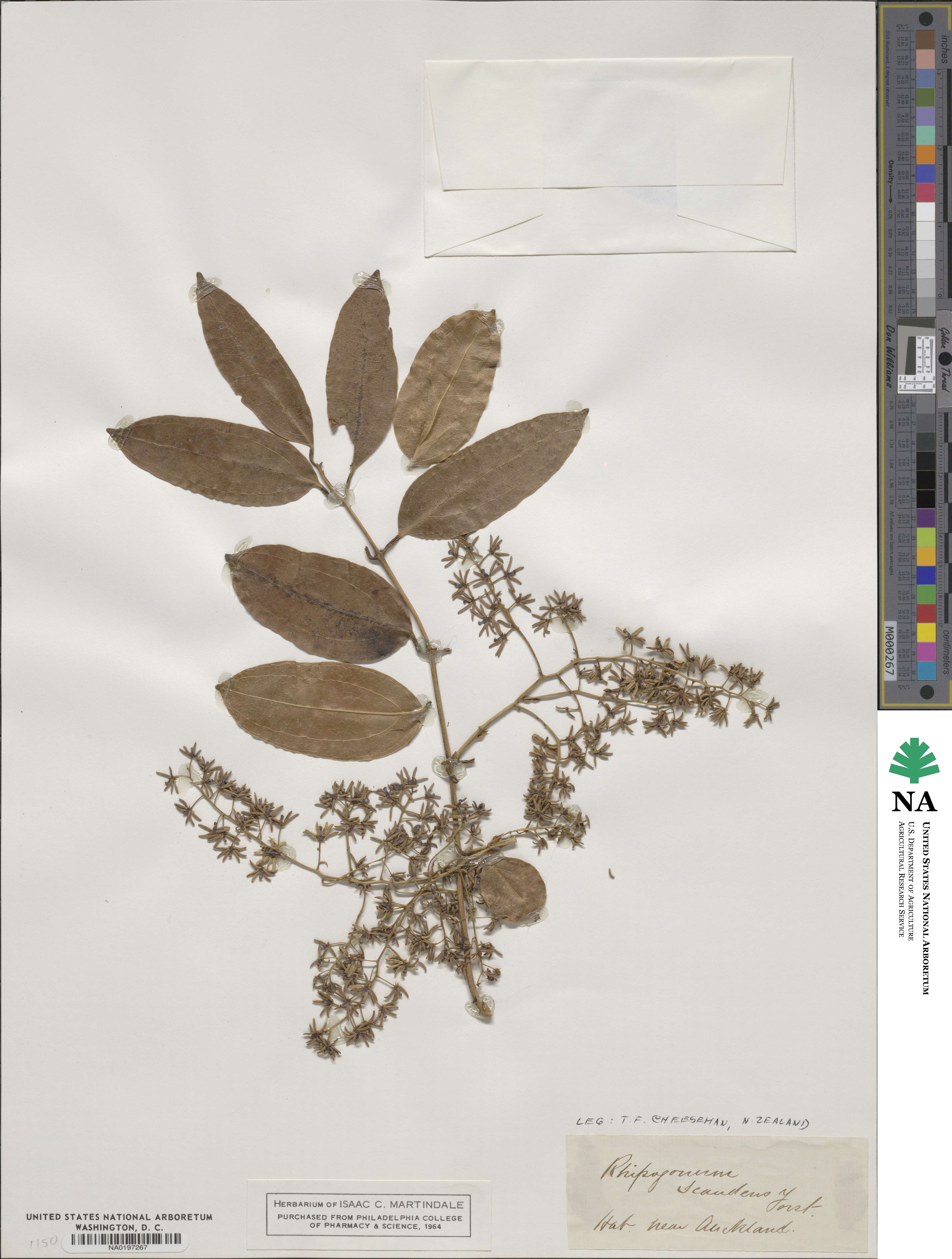 Ripogonum scandens image