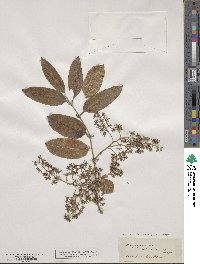 Ripogonum scandens image