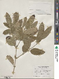 Ripogonum scandens image