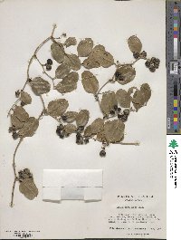 Smilax auriculata image