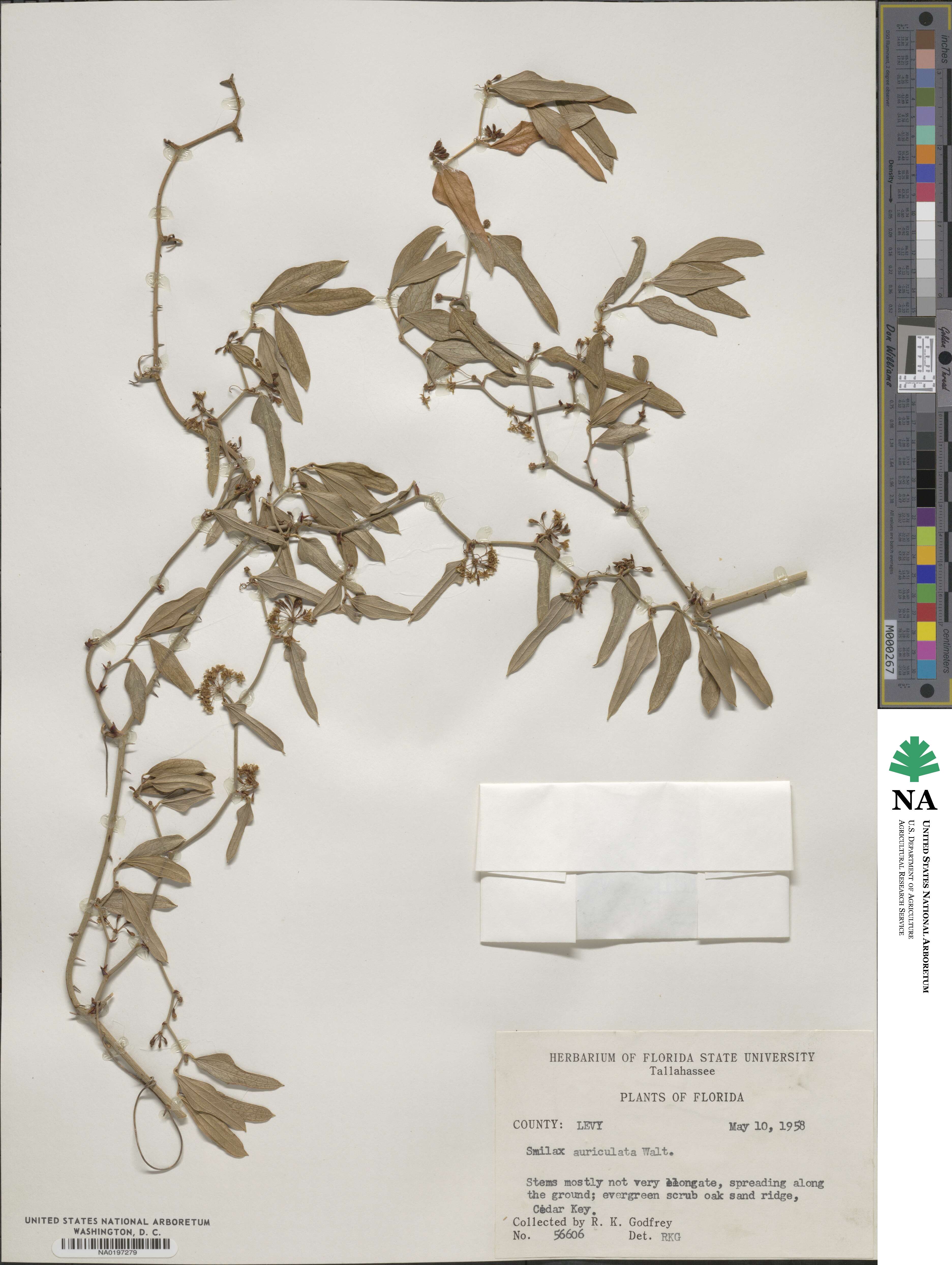 Smilax auriculata image