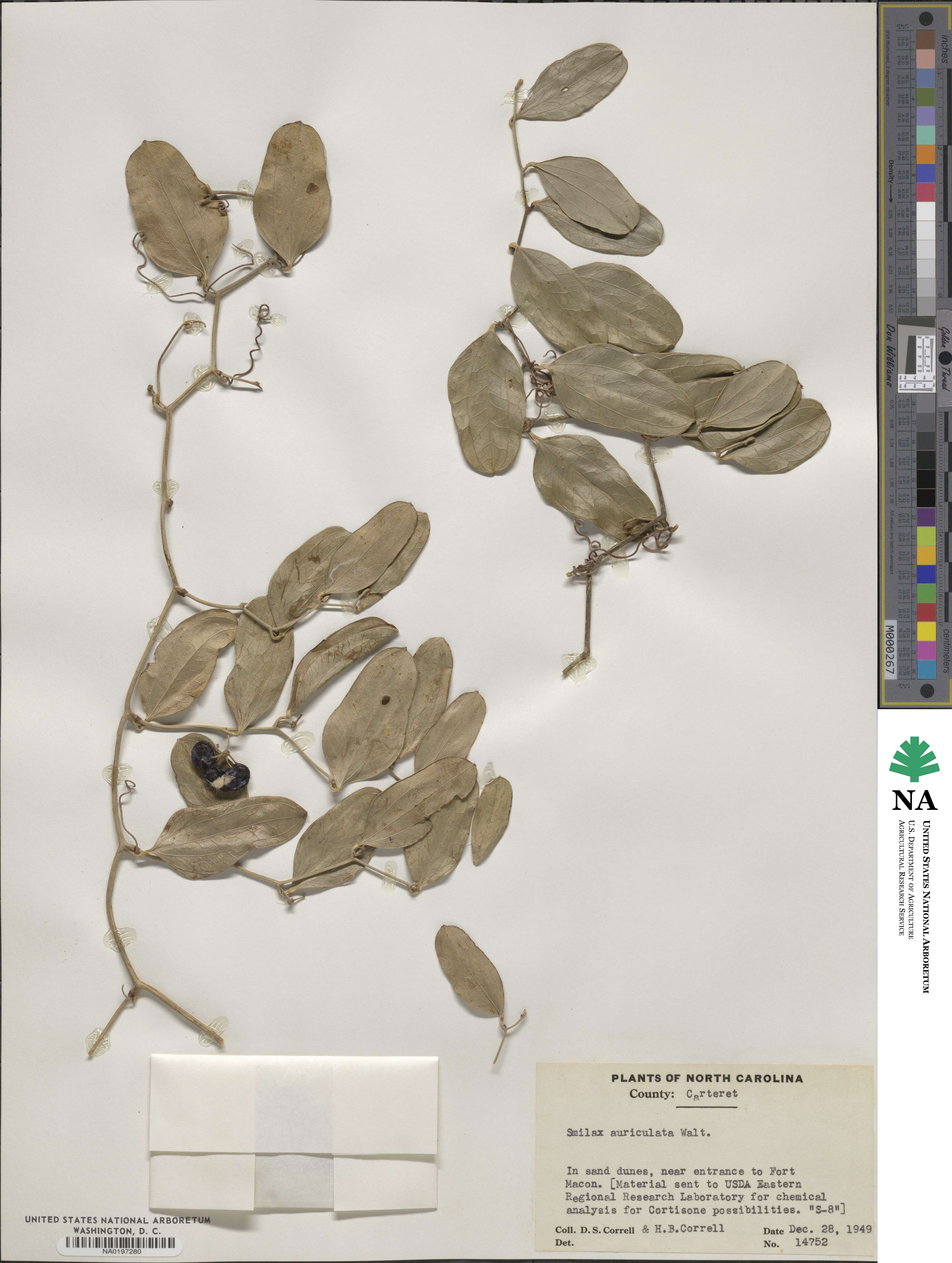 Smilax auriculata image