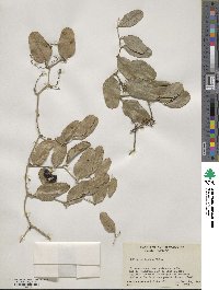 Smilax auriculata image