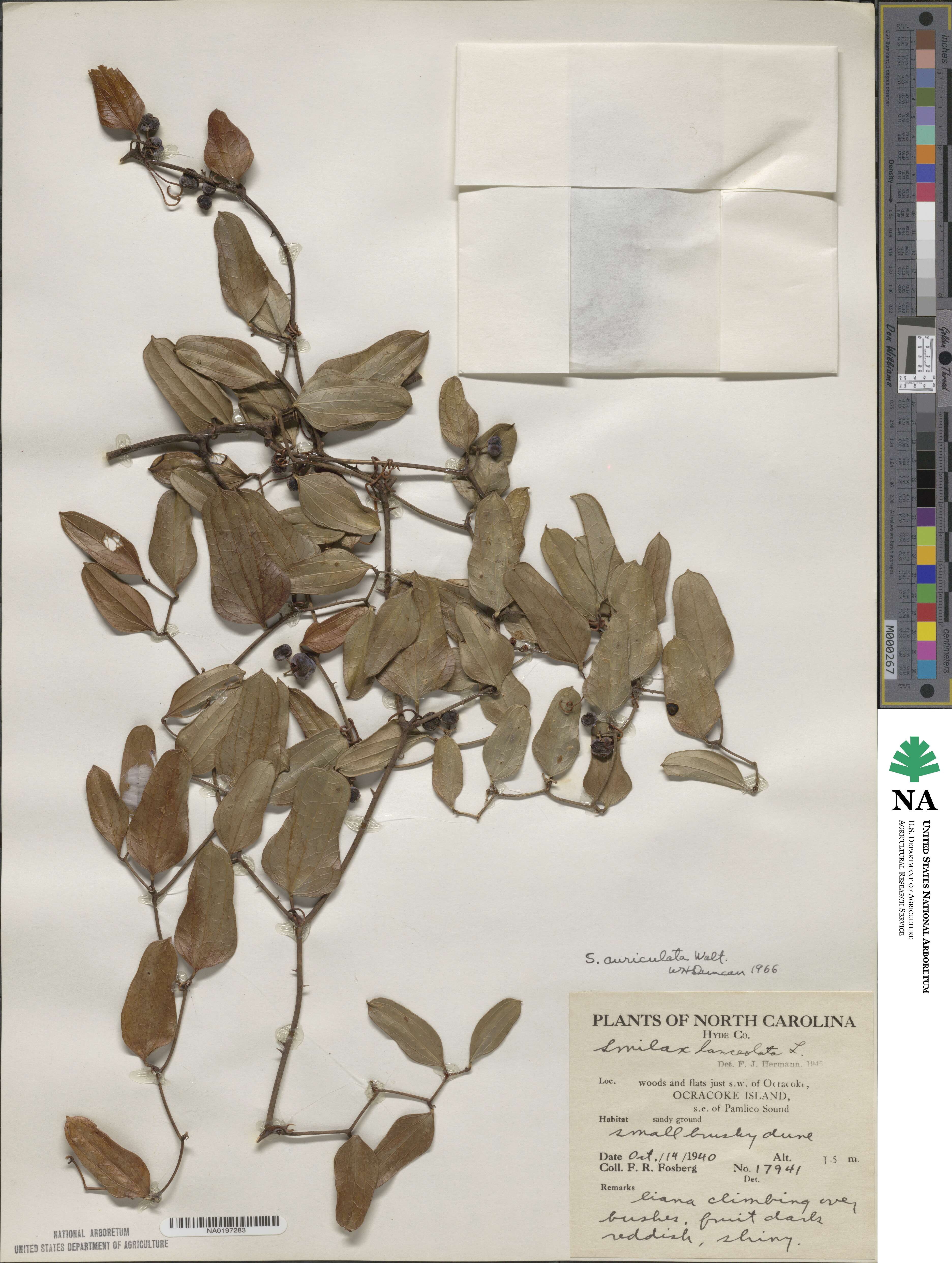 Smilax auriculata image