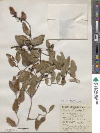 Smilax auriculata image