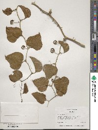 Smilax bona-nox image