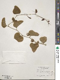 Smilax bona-nox image