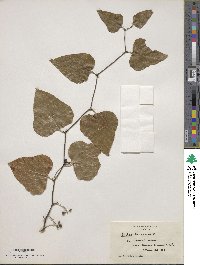 Smilax bona-nox image