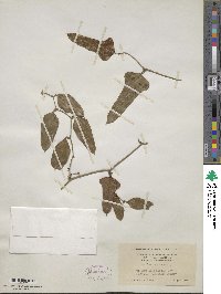 Smilax bona-nox image