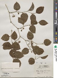 Smilax bona-nox image