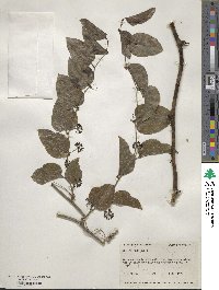 Smilax bona-nox image