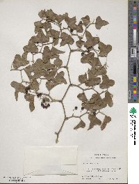 Smilax bona-nox image