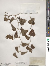 Smilax bona-nox image