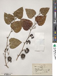 Smilax bona-nox image