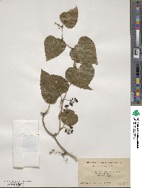 Smilax bona-nox image