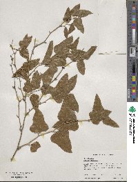 Smilax bona-nox image