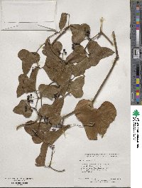 Smilax bona-nox image