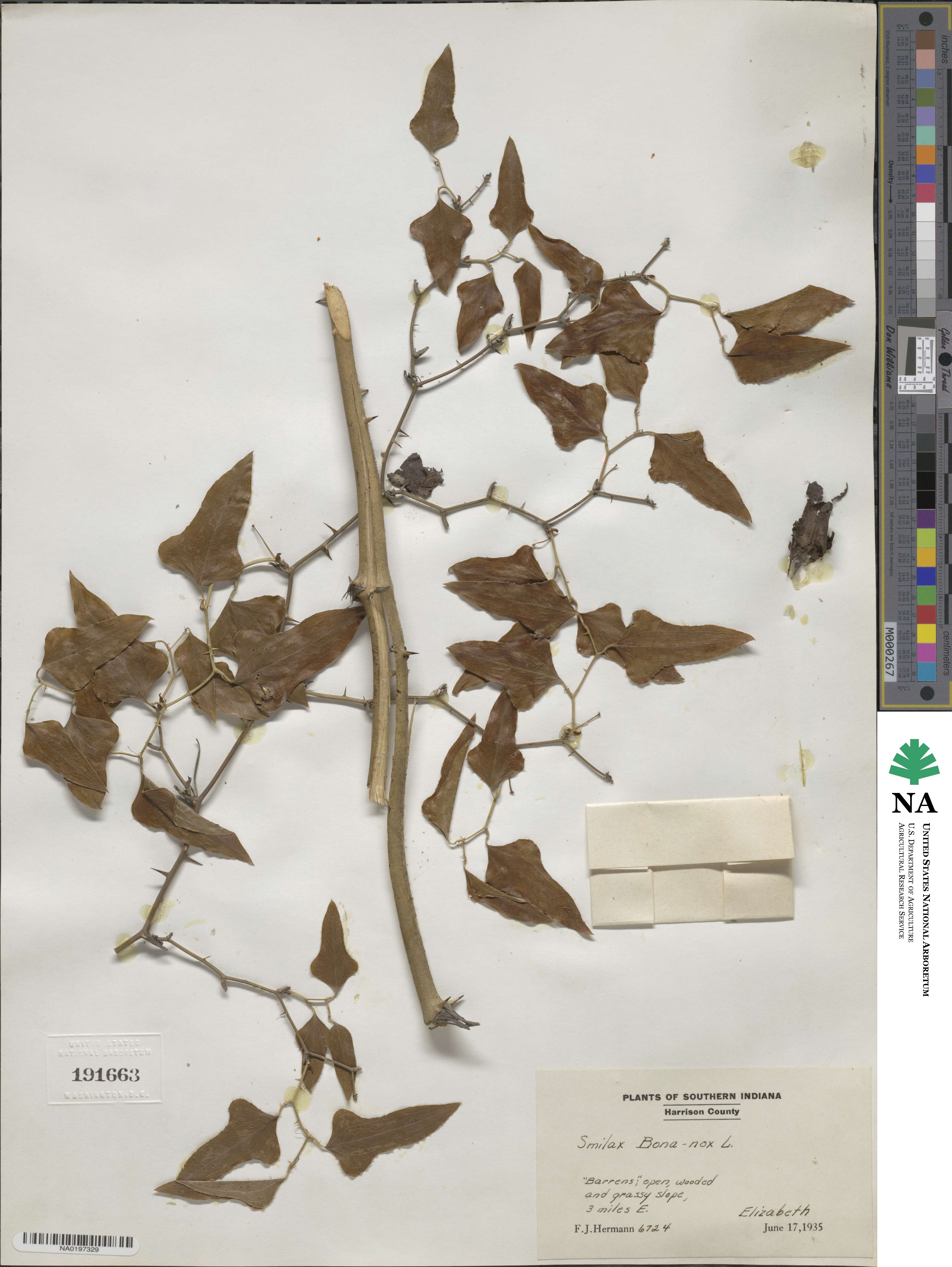 Smilax image