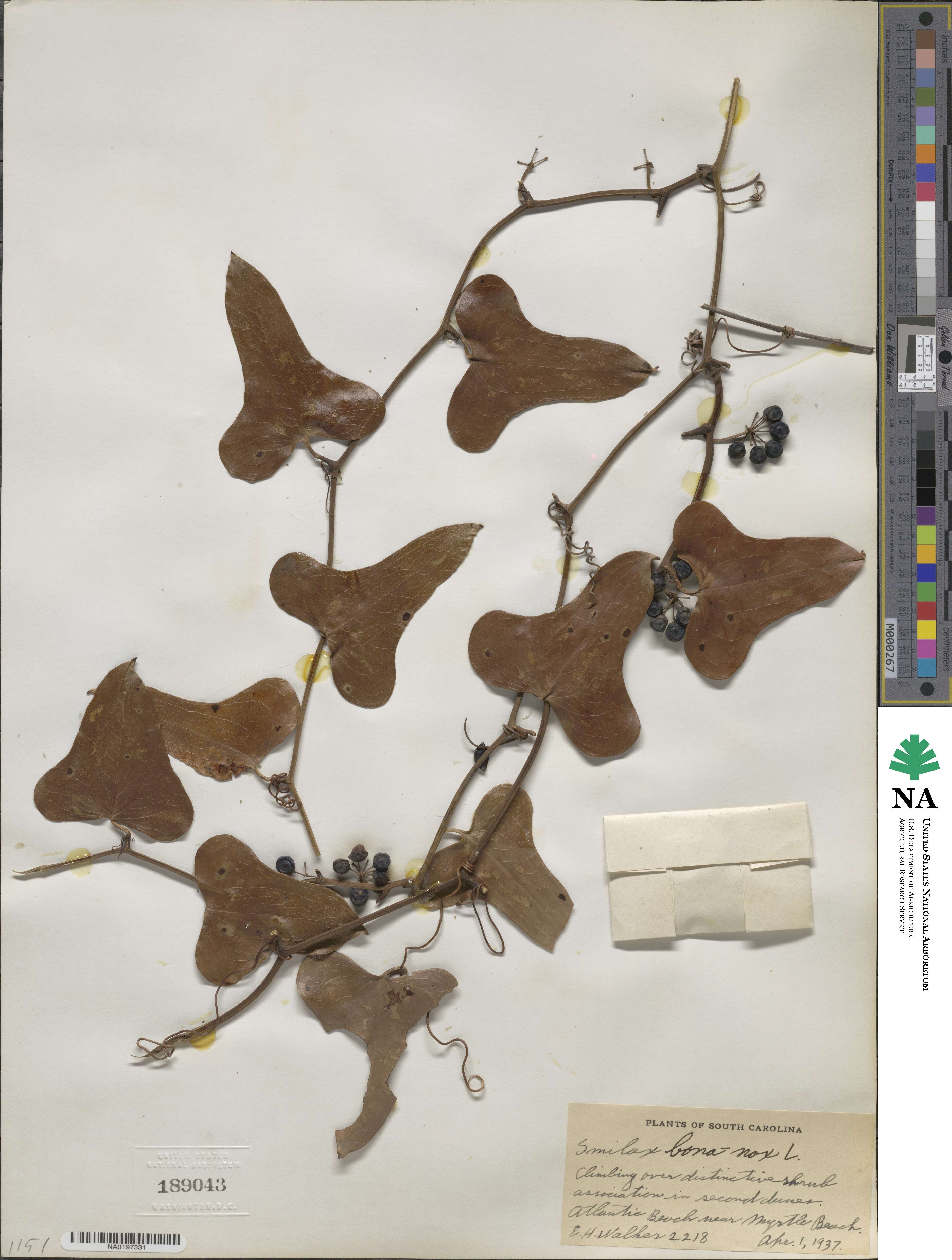 Smilax bona-nox image