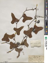 Smilax bona-nox image