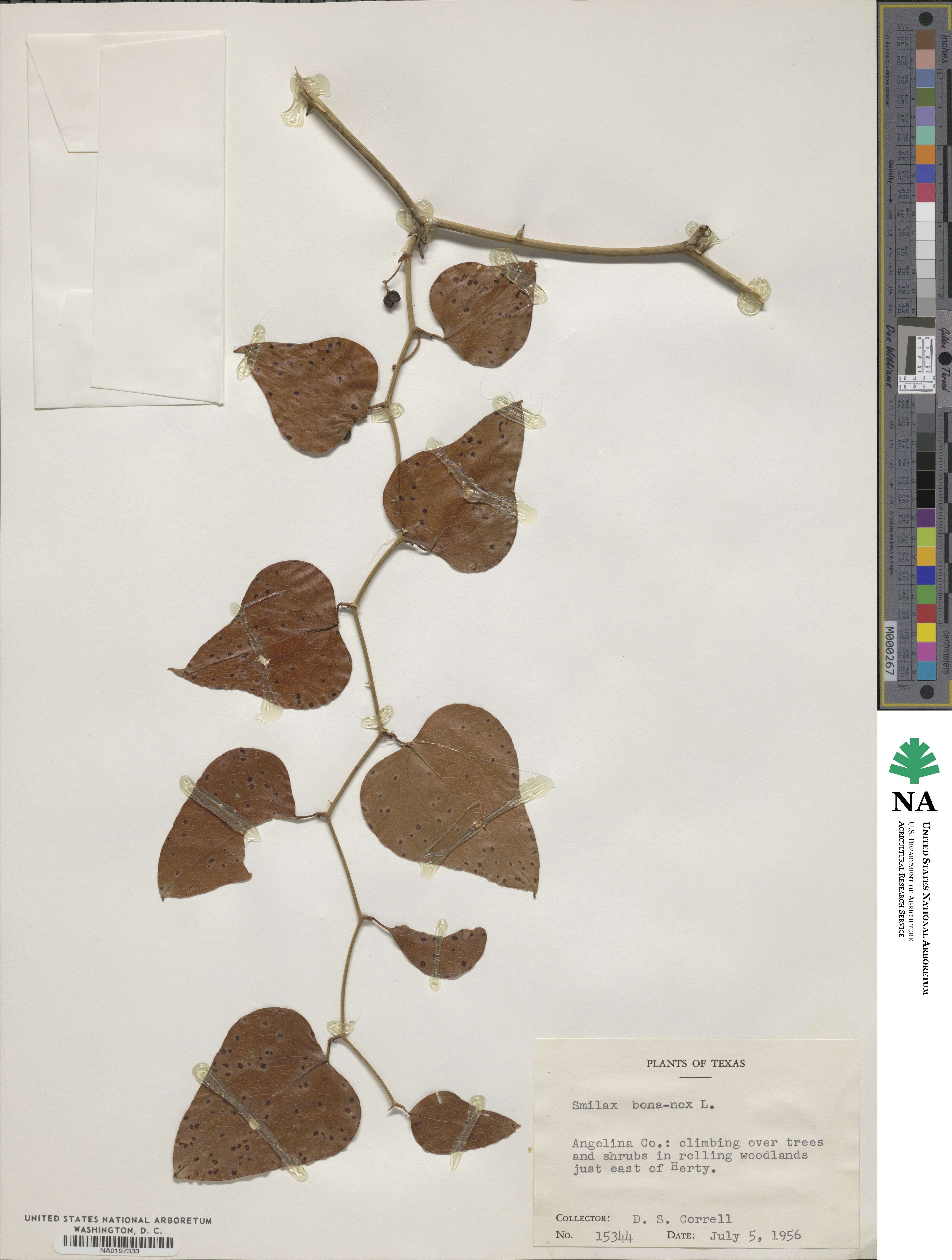 Smilax bona-nox image