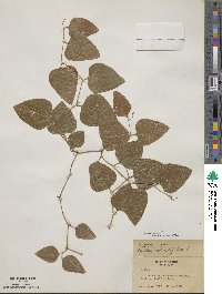 Smilax bona-nox image