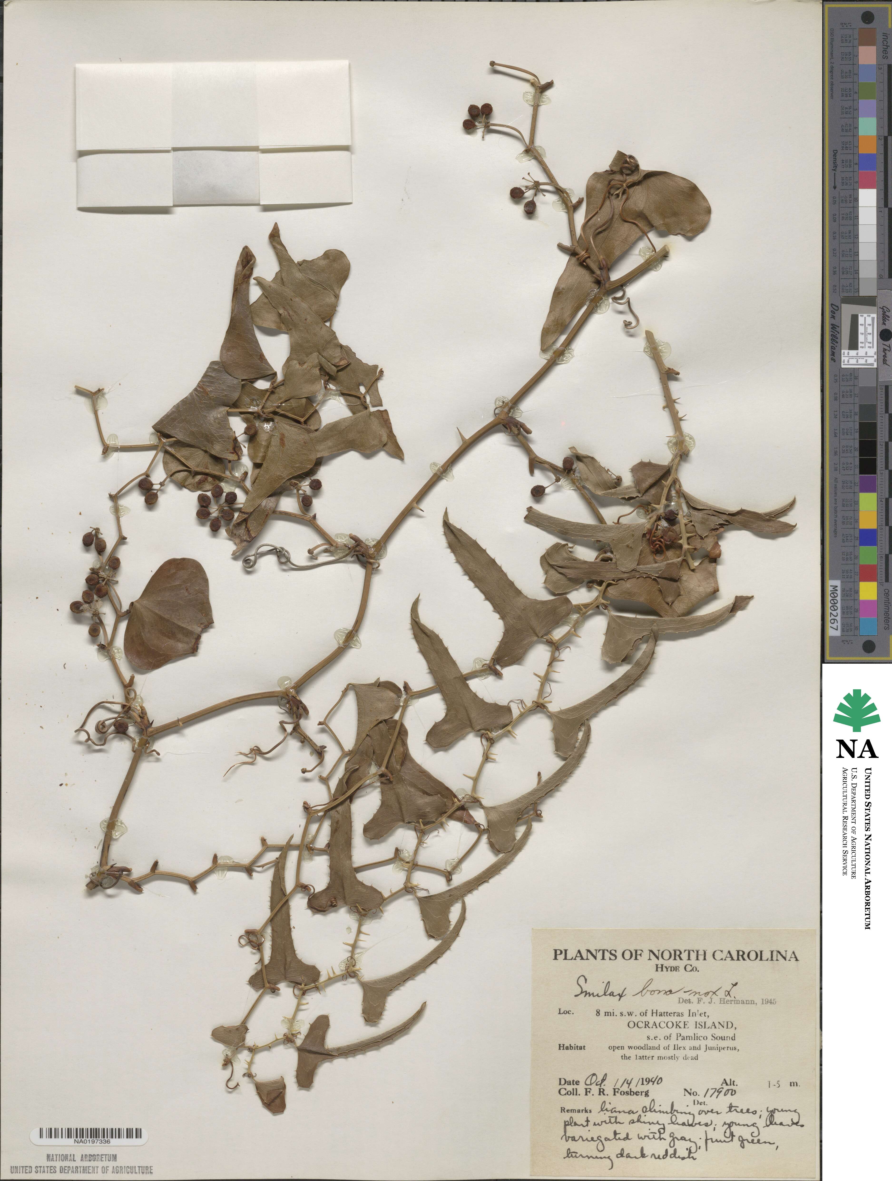 Smilax bona-nox image